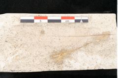 Foto (Detailansicht) von Banksia ungeri Ettingshausen (NHMW-GEO-2024-0188-8144)